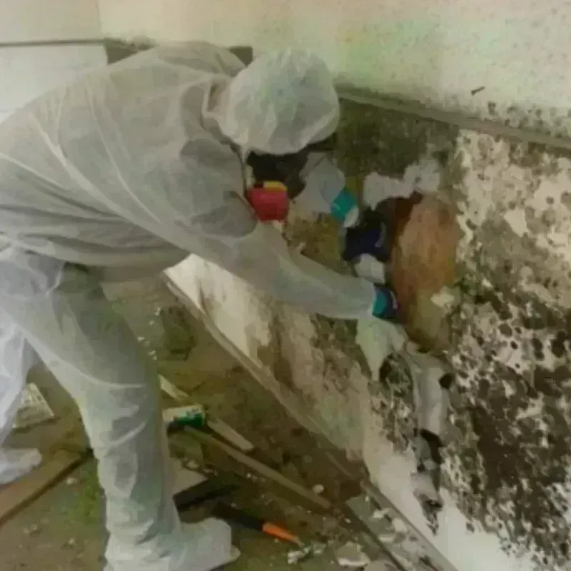 Mold Remediation and Removal in Rockingham, NC